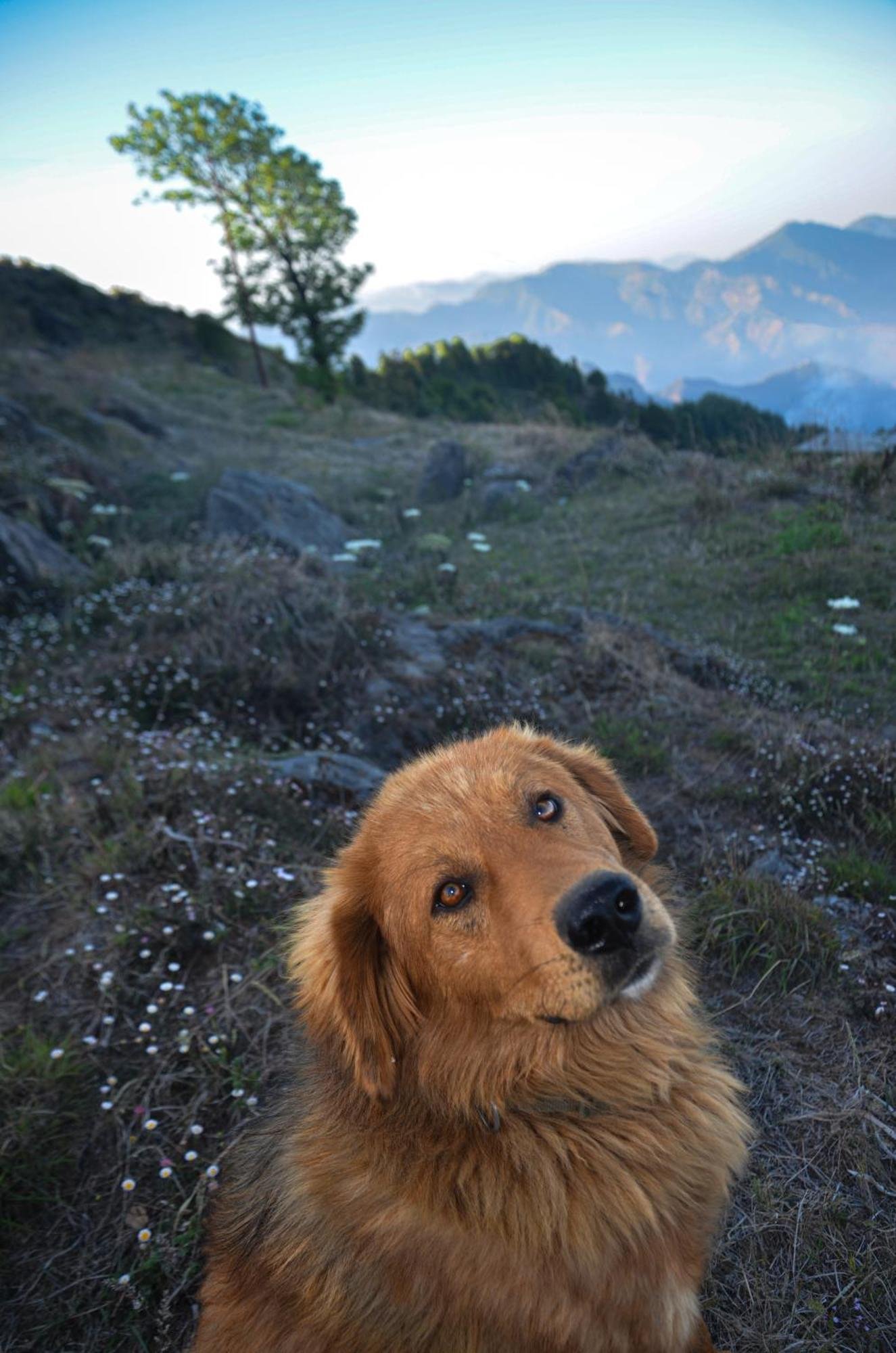 grandview Heritage mussoorie  View