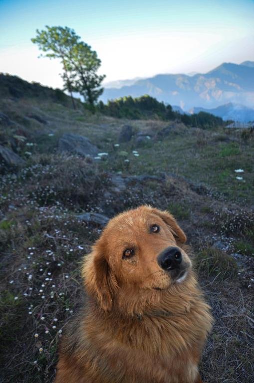 Landour Heritage mussoorie 